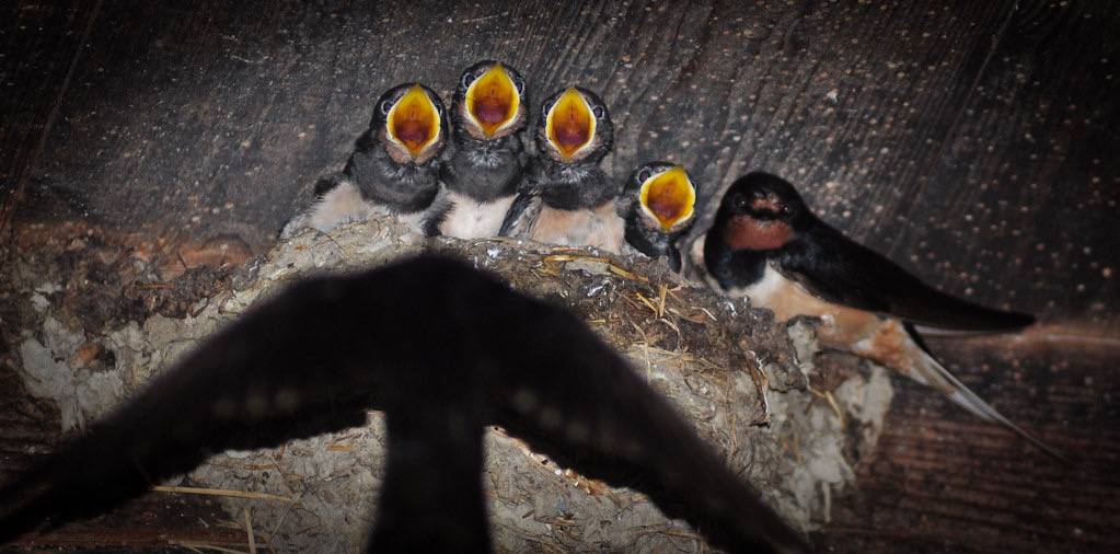 Barn-Swallow Rauchschwalbe (Hirundo rustica) I by kaelin.severin is licensed under CC BY-ND 2.0